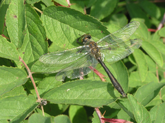 Cordulia aenea aenea