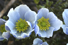 Anemone drummondii