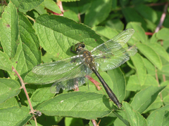 Cordulia aenea aenea
