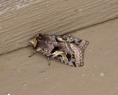 Cerastis enigmatica