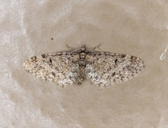 Eupithecia annulata