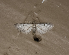 Eupithecia misturata