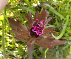 Castilleja ambigua humboldtiensis