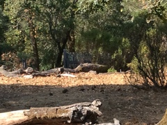 Callipepla californica