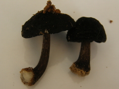 Pluteus similis