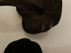 Pluteus similis