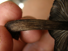 Pluteus similis