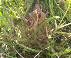 Castilleja ambigua humboldtiensis