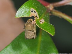 Homoeolabus analis