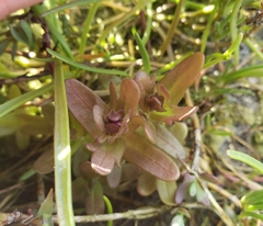 Castilleja ambigua humboldtiensis