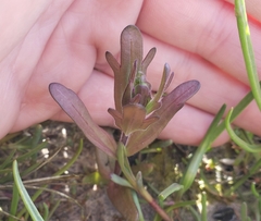 Castilleja ambigua humboldtiensis