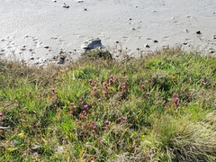 Castilleja ambigua humboldtiensis