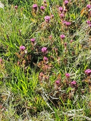 Castilleja ambigua humboldtiensis