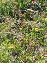 Castilleja ambigua humboldtiensis