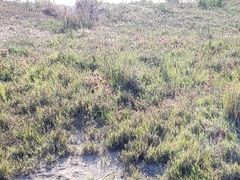 Castilleja ambigua humboldtiensis
