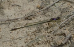 Enallagma dubium