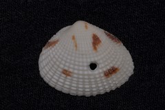 Timoclea subnodulosa