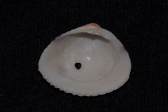 Timoclea subnodulosa