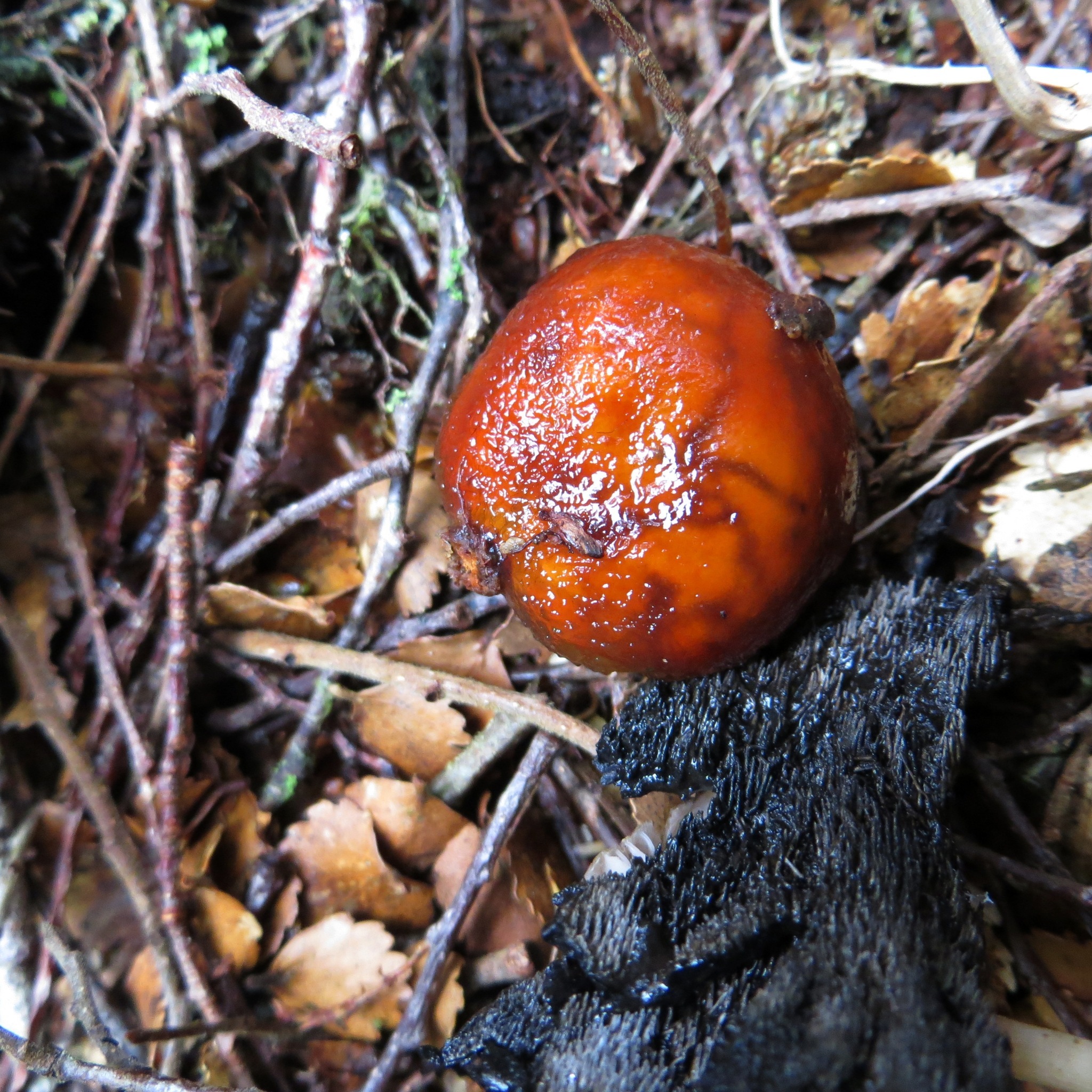 Cortinarius beeverorum image