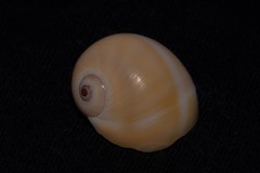 Natica stellata