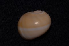 Natica stellata
