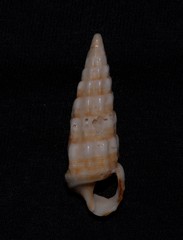 Cerithium novaehollandiae