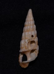 Cerithium novaehollandiae
