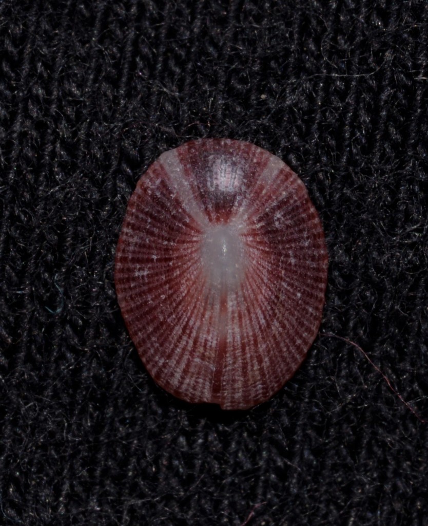 Montfortula variegata