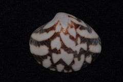 Lioconcha fastigiata