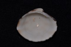 Lioconcha fastigiata