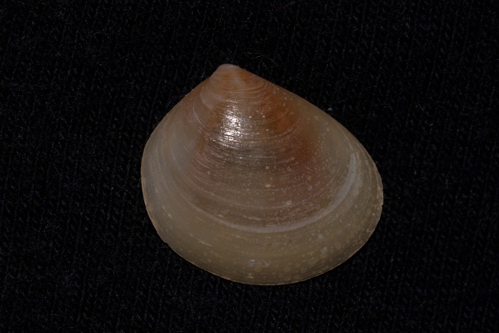Davila
