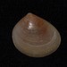Very Flat Triangle Shell - Photo (c) Nick Lambert, some rights reserved (CC BY-NC-SA)