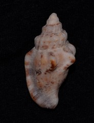 Canarium labiatum
