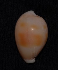 Erronea subviridis