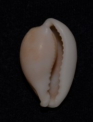Erronea subviridis