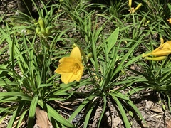 Hemerocallidoideae