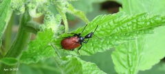 Apoderus jekelii