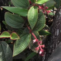 Miconia lealindeniana