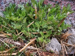 Artemisia vulgaris