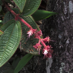 Miconia lealindeniana
