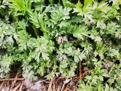 Artemisia vulgaris