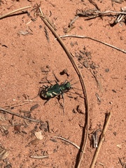 Cicindela tranquebarica parallelonota