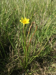 Microseris scapigera