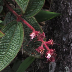 Miconia lealindeniana