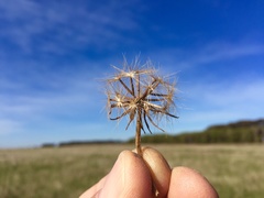 Microseris scapigera