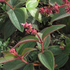 Miconia lealindeniana