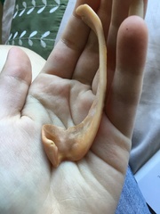 Amoria hunteri