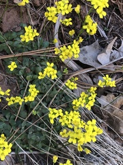 Draba zionensis