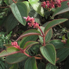Miconia lealindeniana