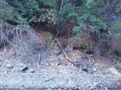 Polystichum californicum